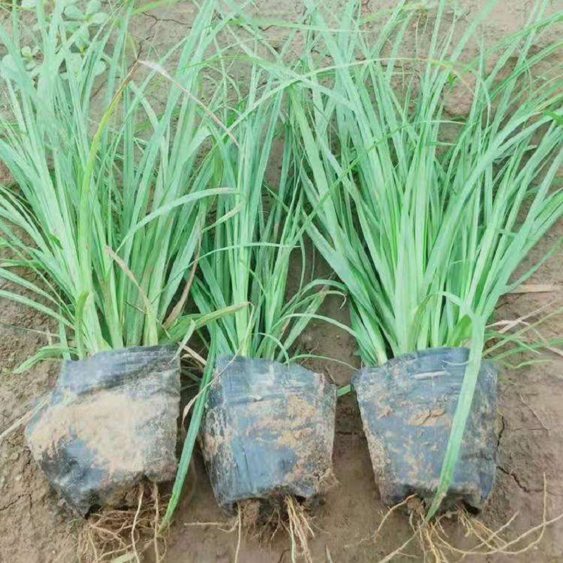 青绿苔草