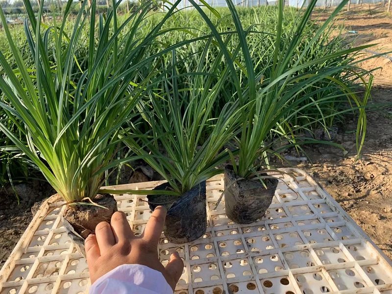 青绿苔草批发 常绿苔草价格 苔草种植基地 四季常绿