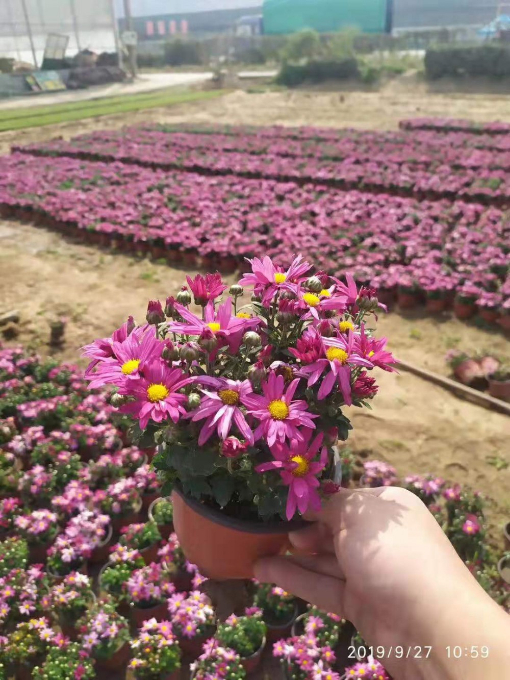 荷兰菊种植基地 荷兰菊价格 荷兰菊价格 荷兰菊