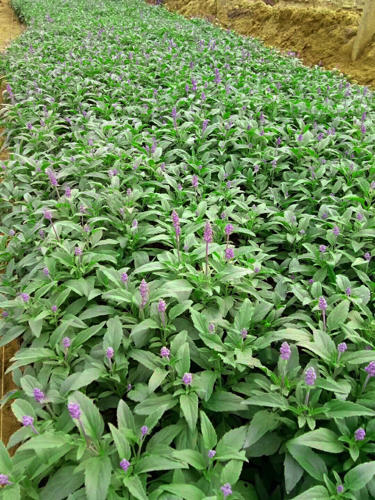 鼠尾草大面积绿化  网红花鼠尾草 厂家直销鼠尾草-承玉花卉