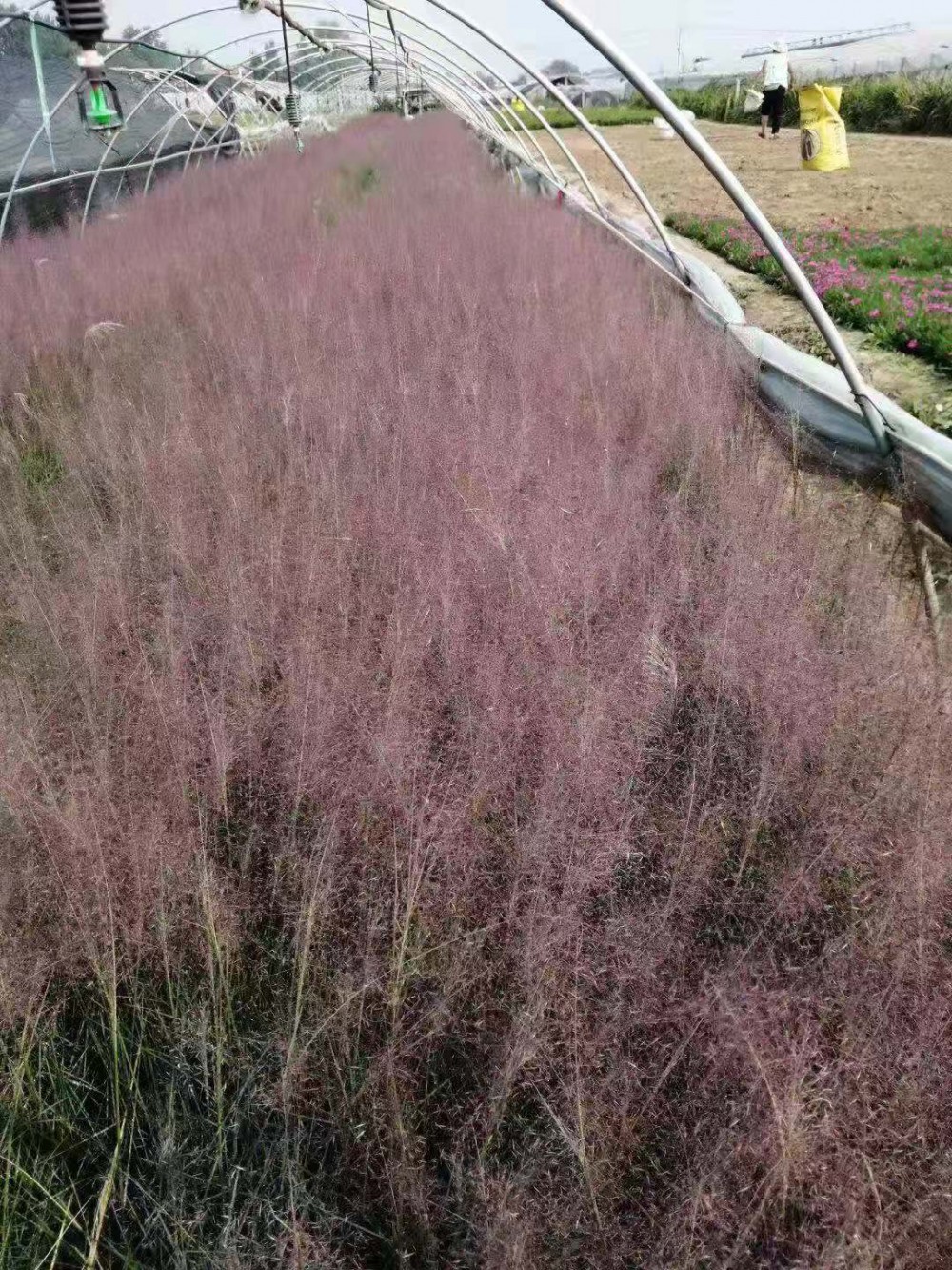 粉黛乱子草基地粉黛乱子草价格网红草