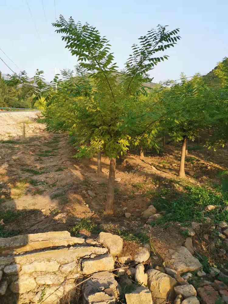 基地直供黄金槐树苗 金枝槐小苗批发价格