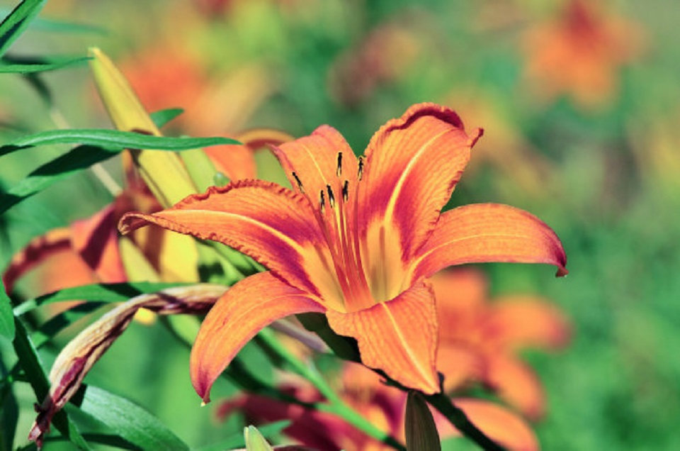 北京大花萱草种植基地 大花萱草种植基地
