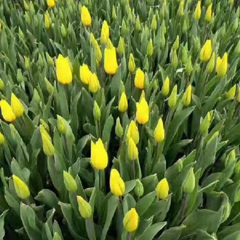 批发郁金香 花海制作专业郁金香基地 批发郁金香 种植郁金香