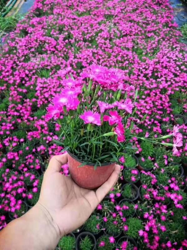 青州欧石竹基地   欧石竹价格 开花草坪