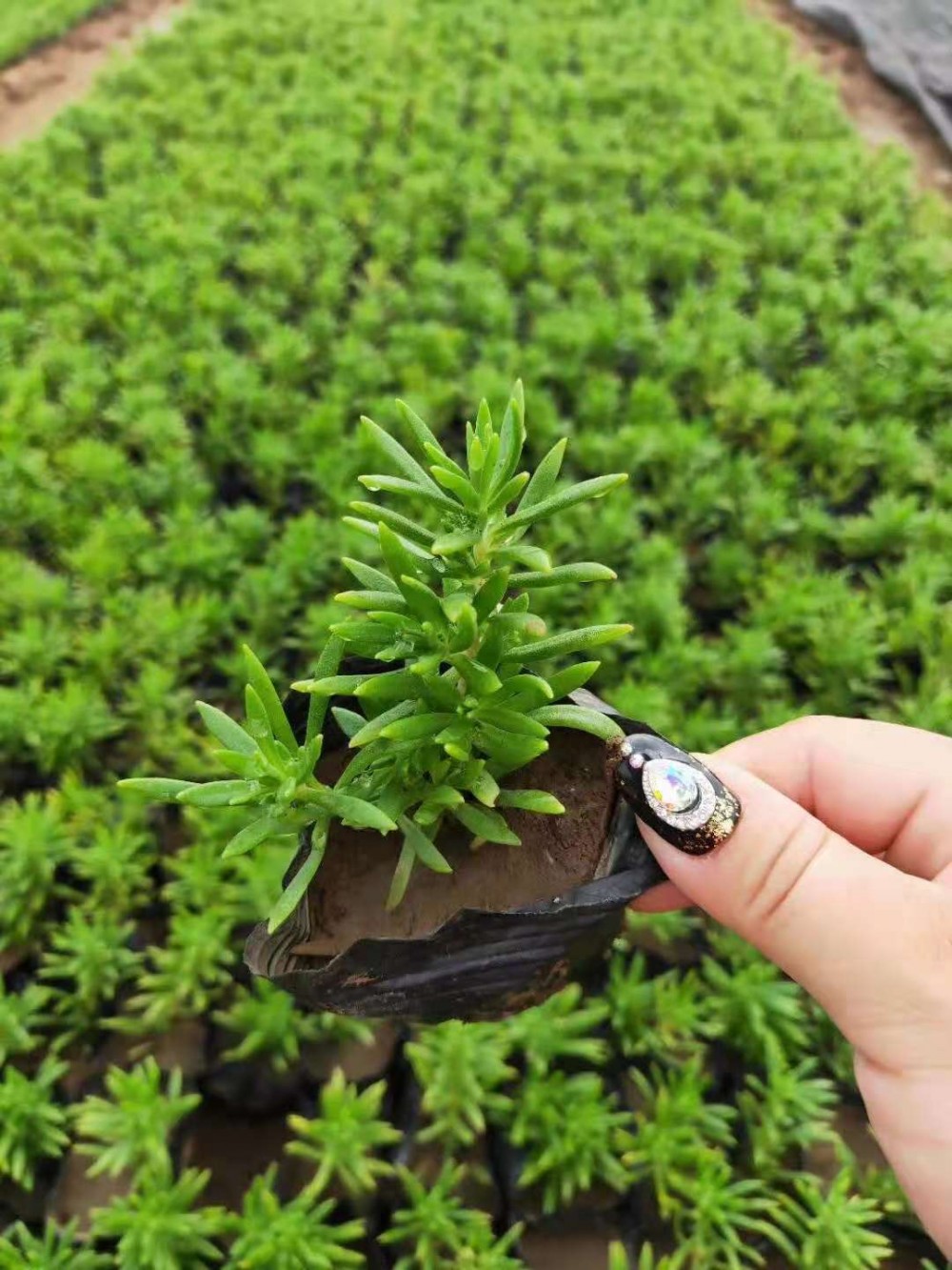供应佛甲草   佛甲草小苗