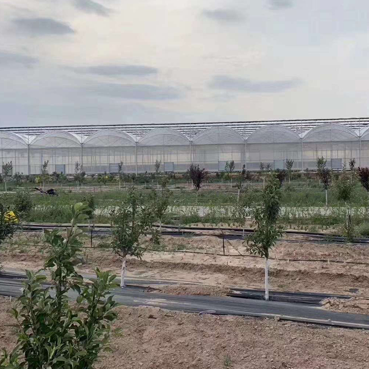 新型蔬菜大棚厂家直销盛之翔温室专业建造