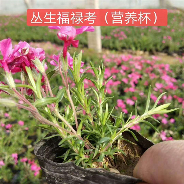 丛生福禄考 福禄考小苗批发价格 福禄考杯苗出售