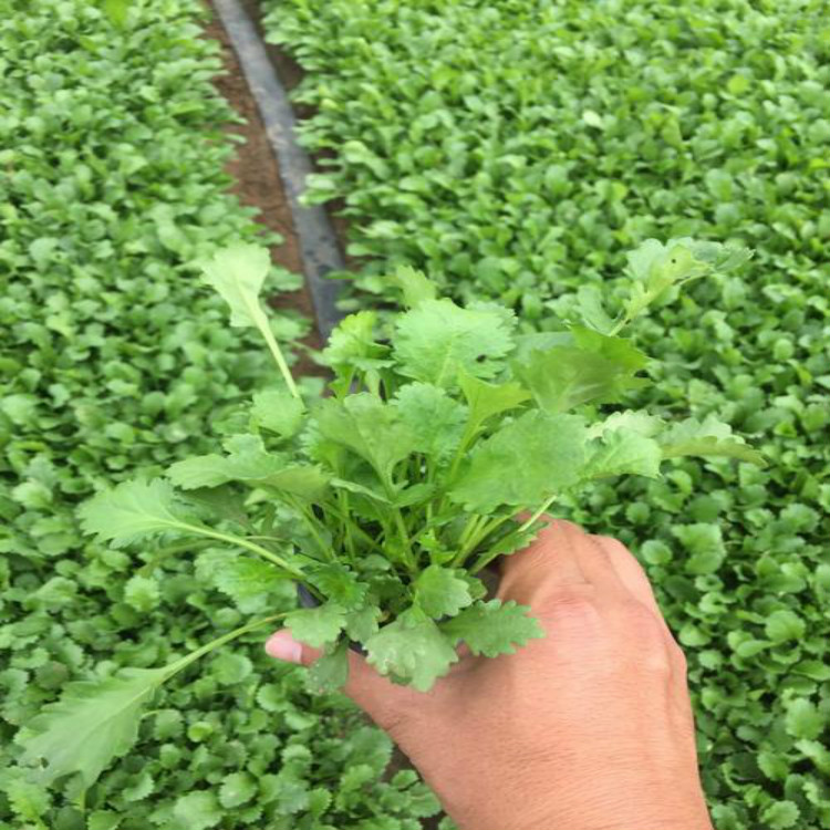 大滨菊小苗  大滨菊批发价格