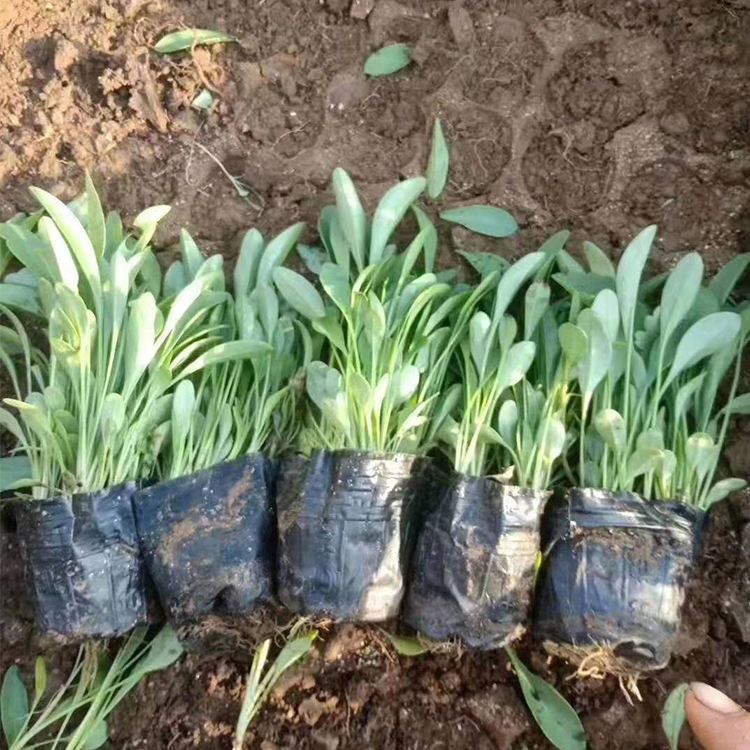 大花金鸡菊基地批发 河北大花金鸡菊