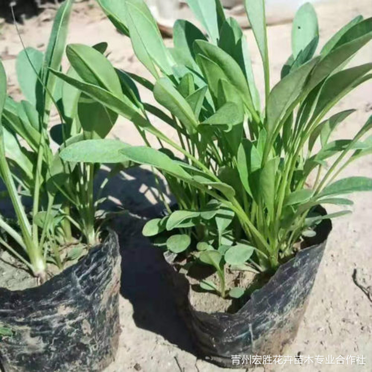 金鸡菊小苗批发 山西金鸡菊小苗