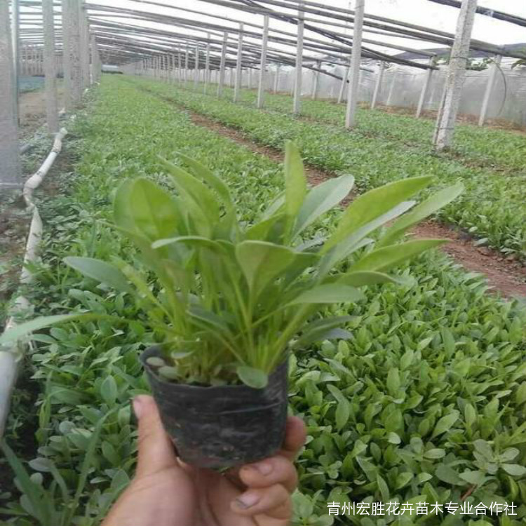 重瓣金鸡菊种植基地 天津重瓣金鸡菊