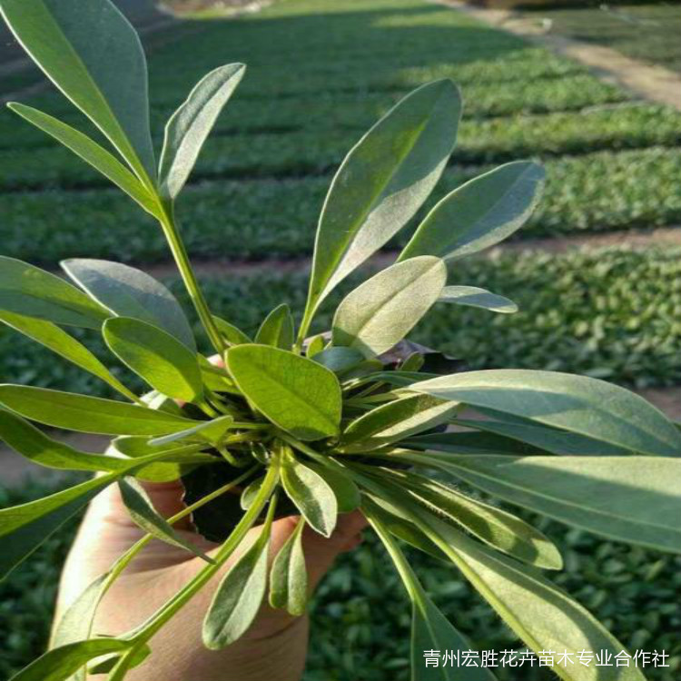 大花金鸡菊基地 青州大花金鸡菊