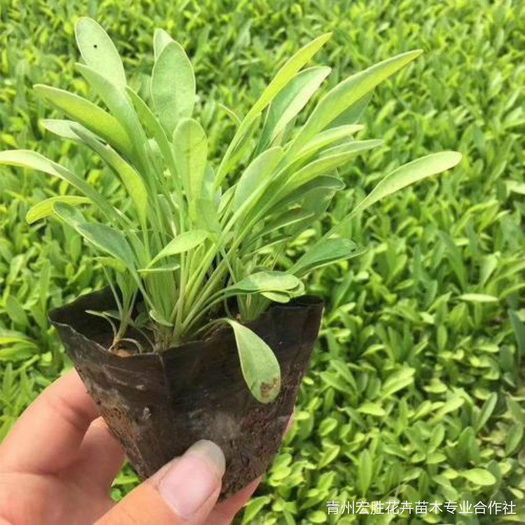 重瓣金鸡菊基地批发 山东重瓣金鸡菊