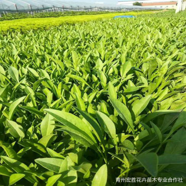 大花金鸡菊价格 山西大花金鸡菊