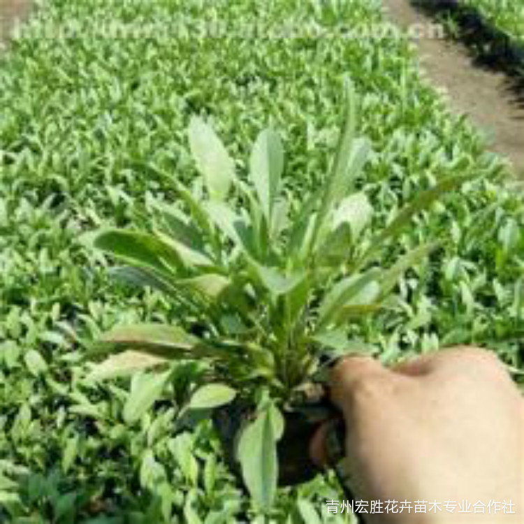 金鸡菊小苗价格 青州金鸡菊小苗