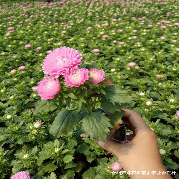 翠菊小苗 翠菊价格