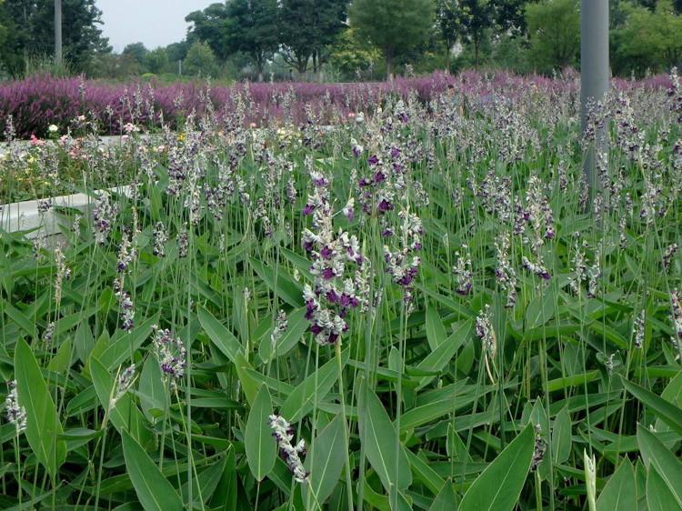 山东再力花 水莲蕉基地 塔利亚价格