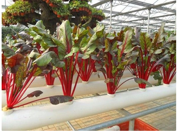 无土栽培种植 水培蔬菜种植 营养液立体无土栽培