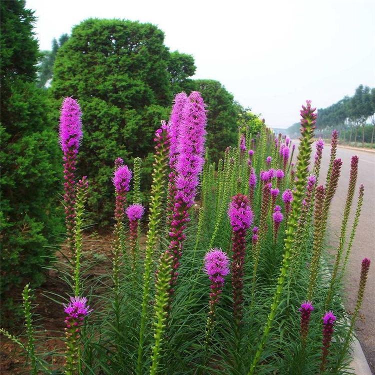 黄楼镇蛇鞭菊批发基地丨价格