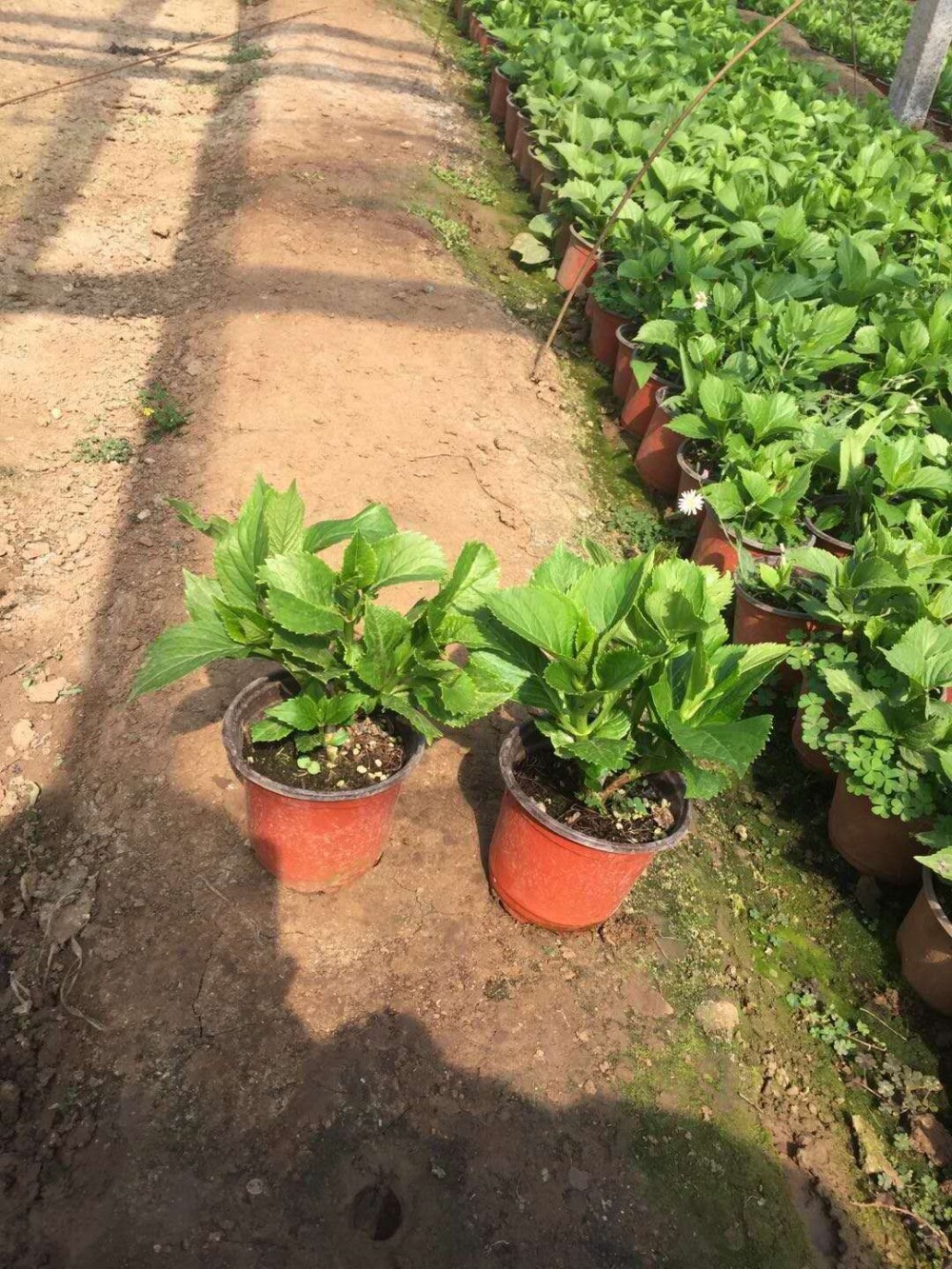 青州绣球批发基地