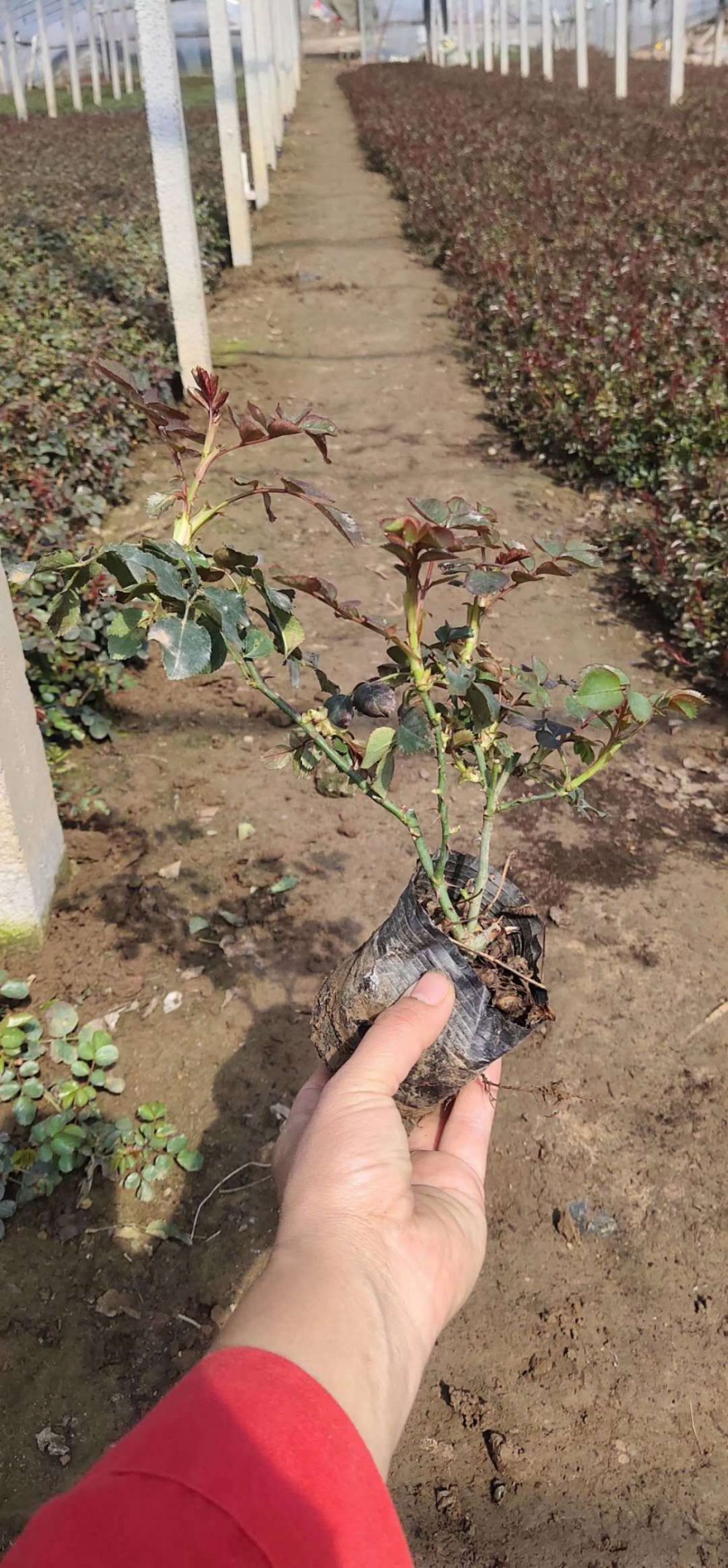 青州大花月季批发基地