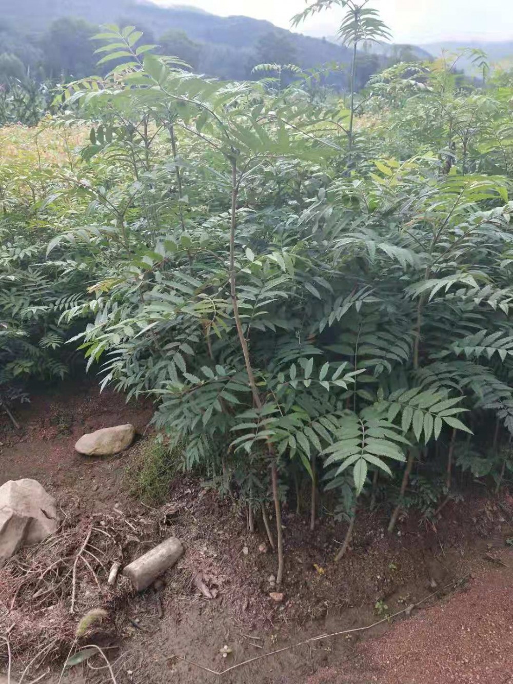 花楸苗 花楸苗木 花楸树苗基地直销