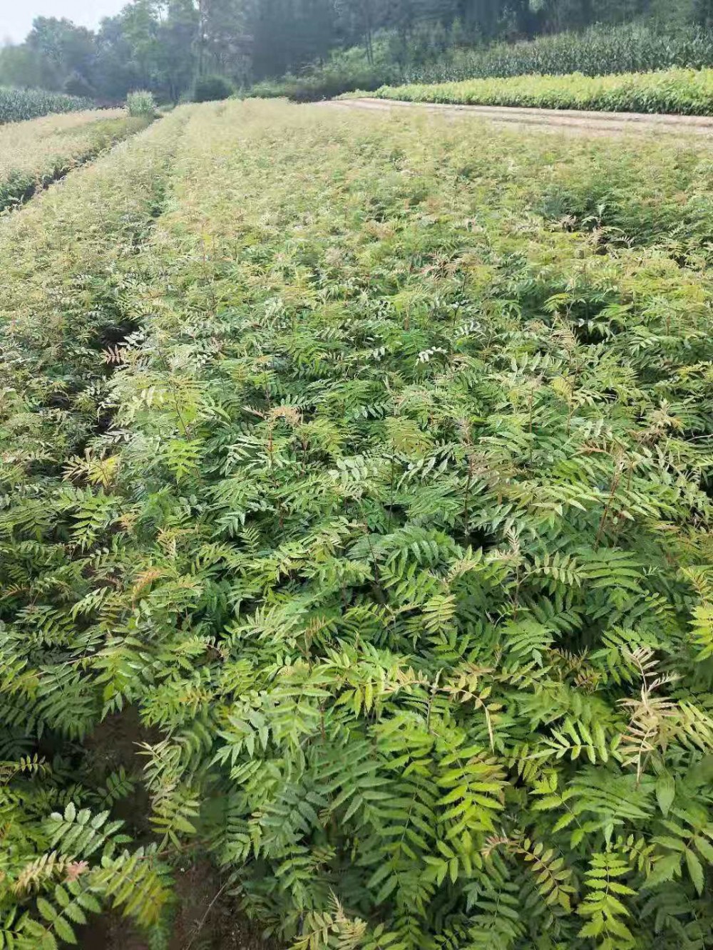 存活率高花楸苗 花楸小苗 花楸苗基地直销