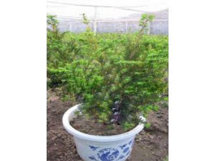 红豆杉 红豆杉价格 红豆杉批发 基地直销  现起现卖