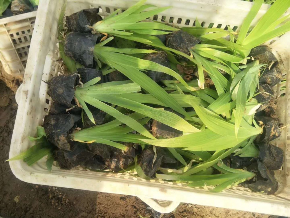 蓝花鸢尾