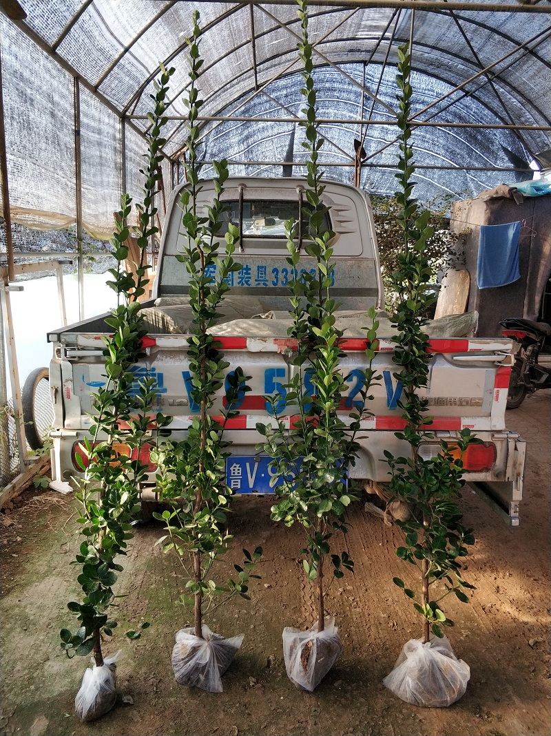 大量供应 常绿性北海道黄杨 北海道黄杨种植基地 北海道黄杨价格
