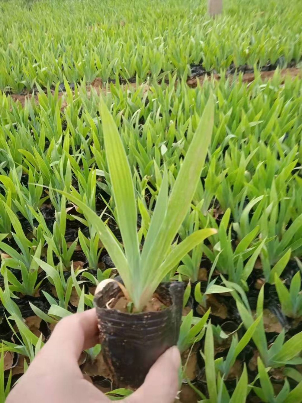 老鸢尾批发