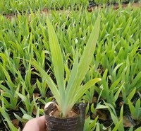 老鸢尾批发