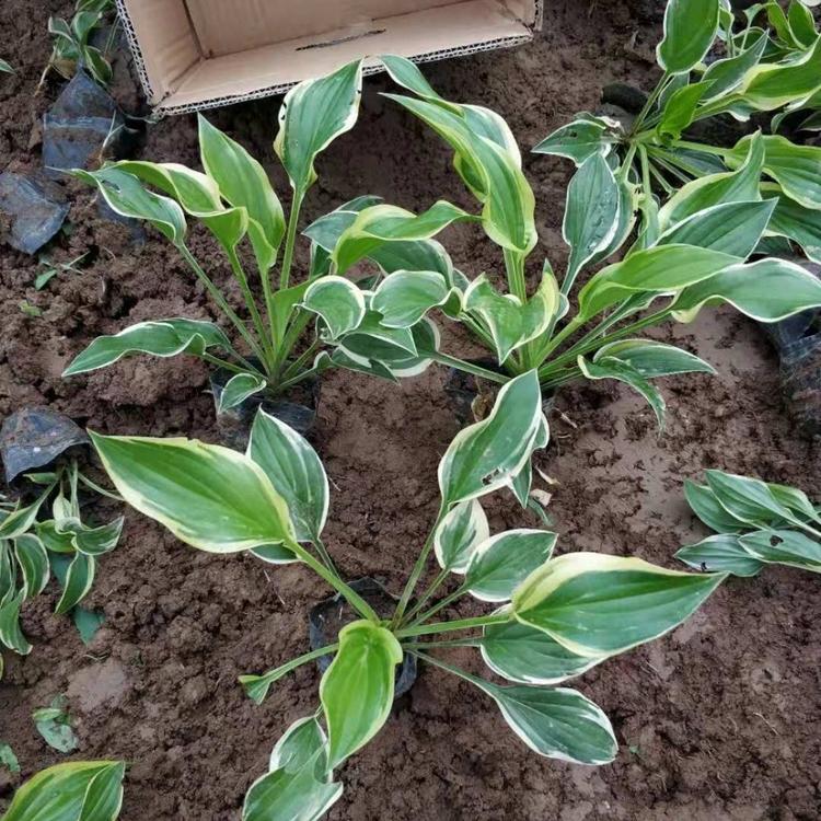 老鸢尾价格.花碟锦簇园林种植 批发基地 销售老鸢尾 老鸢尾价格