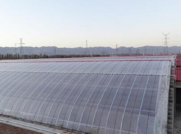 日光温室 种植蔬菜瓜果日光大棚