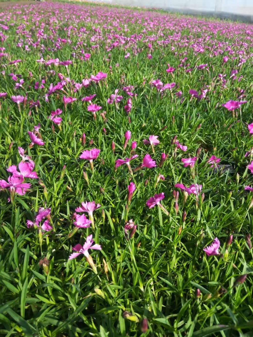 欧石竹小苗欧石竹批发基地