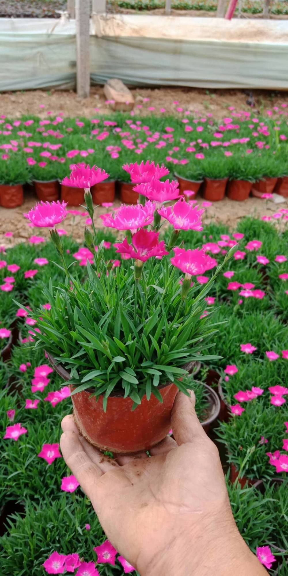 欧石竹种植基地 山东