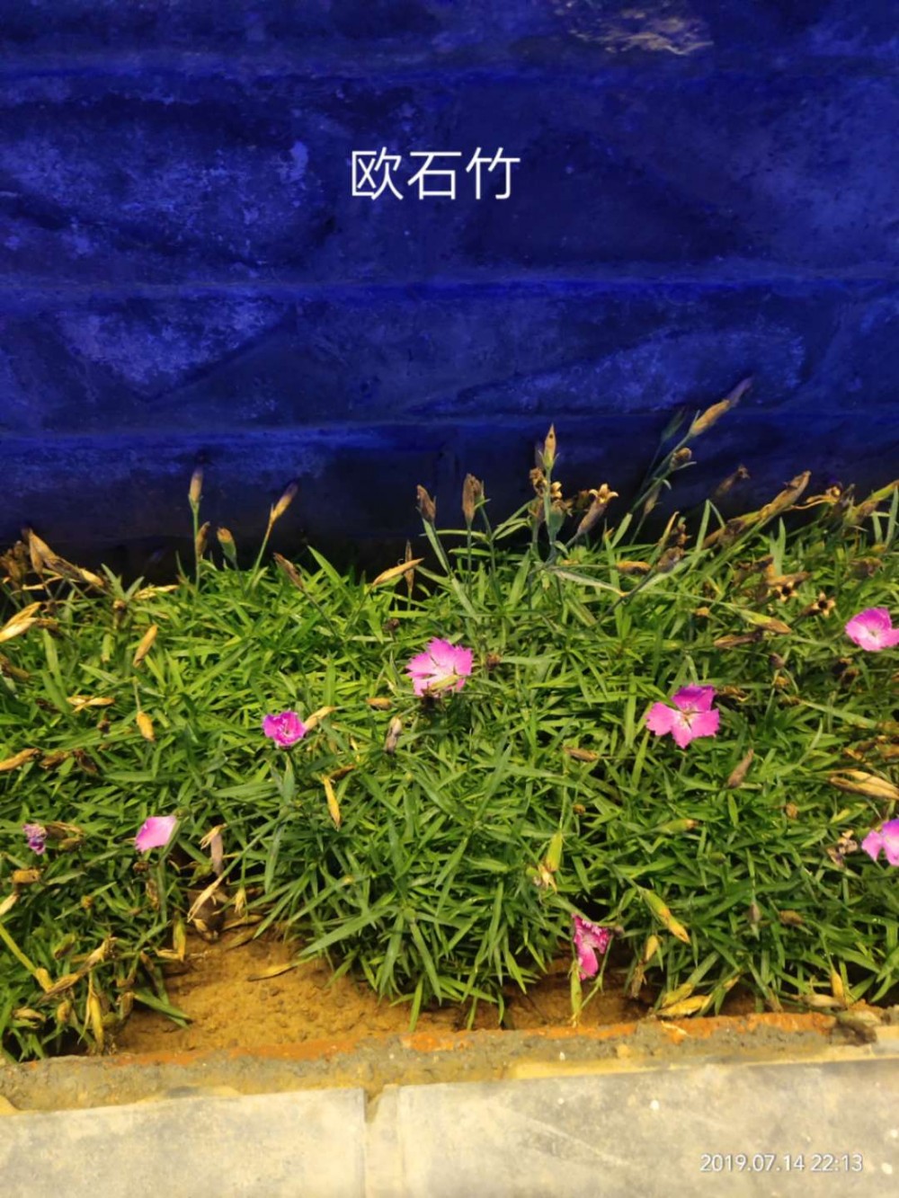 欧石竹基地