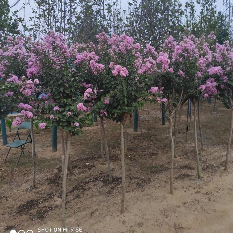 青州独杆紫薇 丛生紫薇 紫薇树苗批发价格