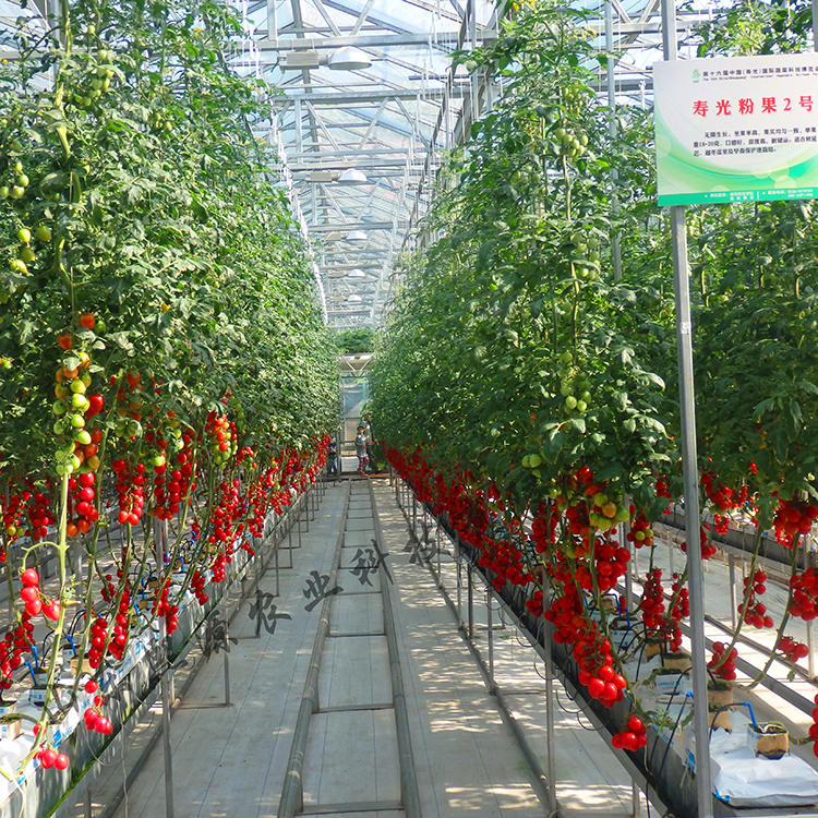 专业无土种植无土栽培 蔬菜种植槽厂家批发 荷兰模式椰糠栽培