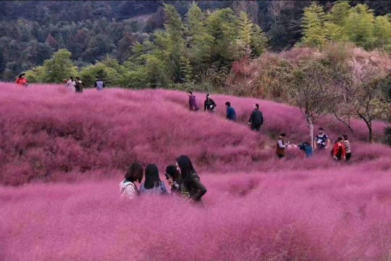 欣美园艺供应 粉黛乱子草苗 又称毛芒乱子草 乱子草价格