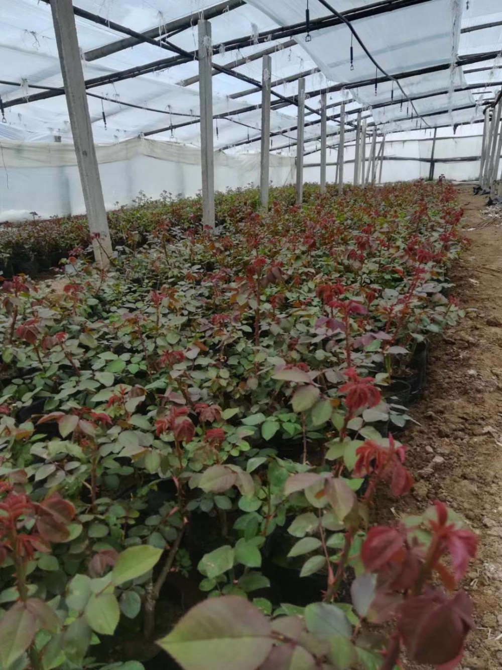 青州 大花月季种植批发基地 价格
