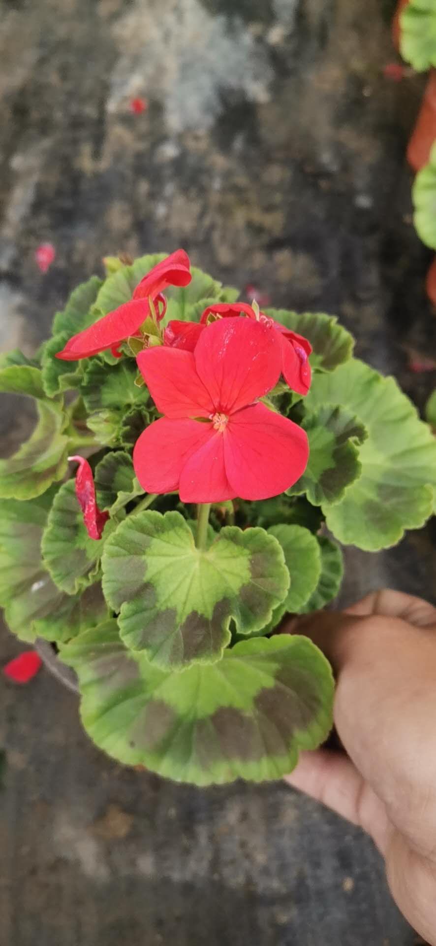 青州市天竺葵种植批发基地  天竺葵价格