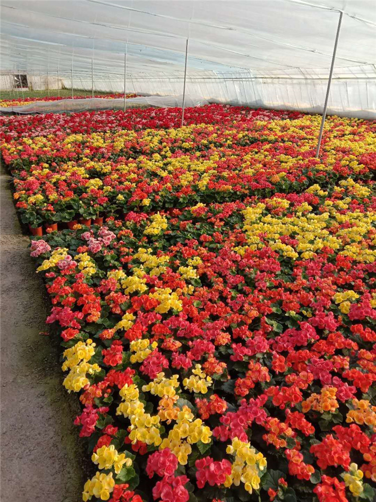 丽格海棠 盆栽植物培育基地 华彬花卉 批发丽格海棠盆花