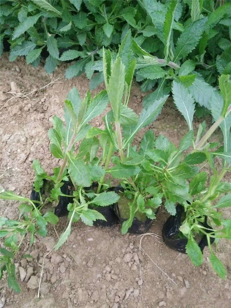 基地直销 马鞭草花海用苗 山东马鞭草基地 马鞭草批发价格