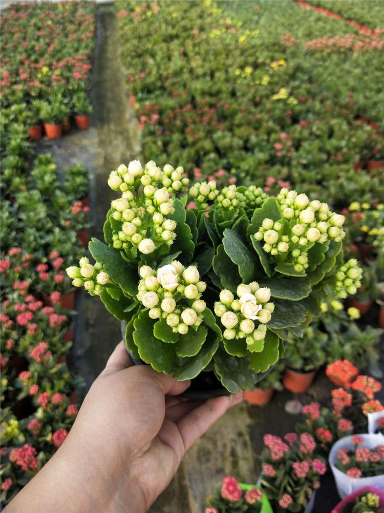 华彬花卉 长寿花基地 长寿花小苗批发 青州长寿花供应商