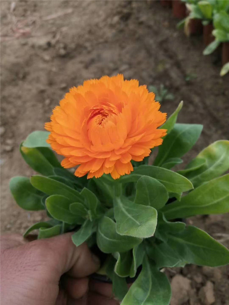 金盏菊批发商 山东金盏菊花卉 大量批发金盏菊花卉