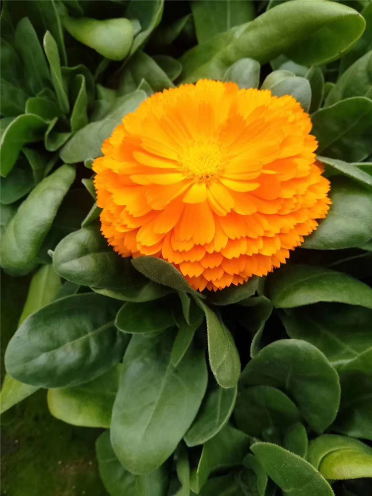 金盏菊 青州金盏菊 金盏菊批发商 花卉基地直销金盏菊