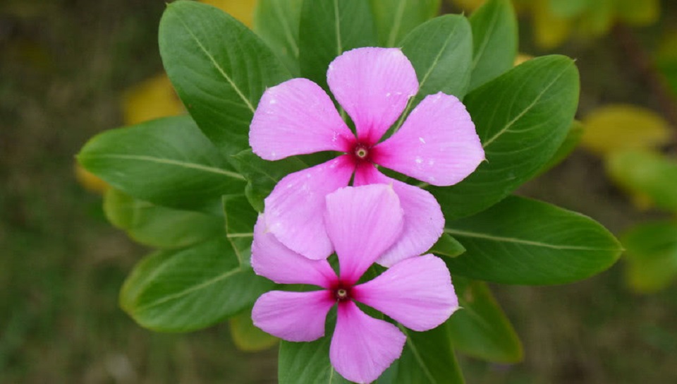 北京长春花 北京长春花种植 长春花种植