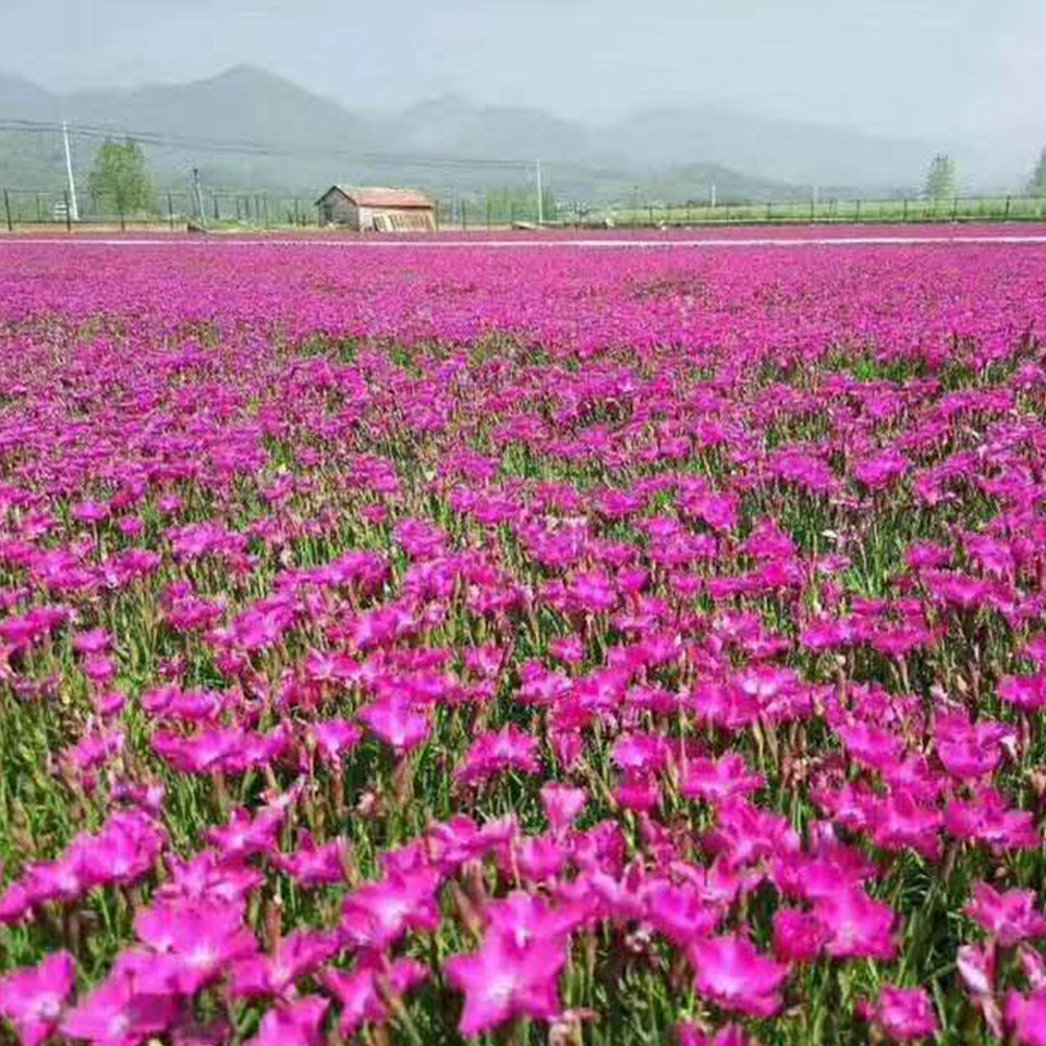 欧石竹批发基地 青州欧石竹 基地批发欧石竹